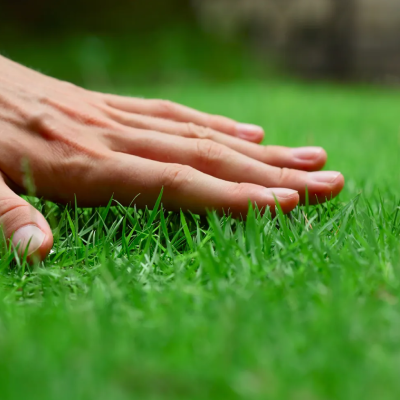 Shawgrass-Lawn-Feature-Image