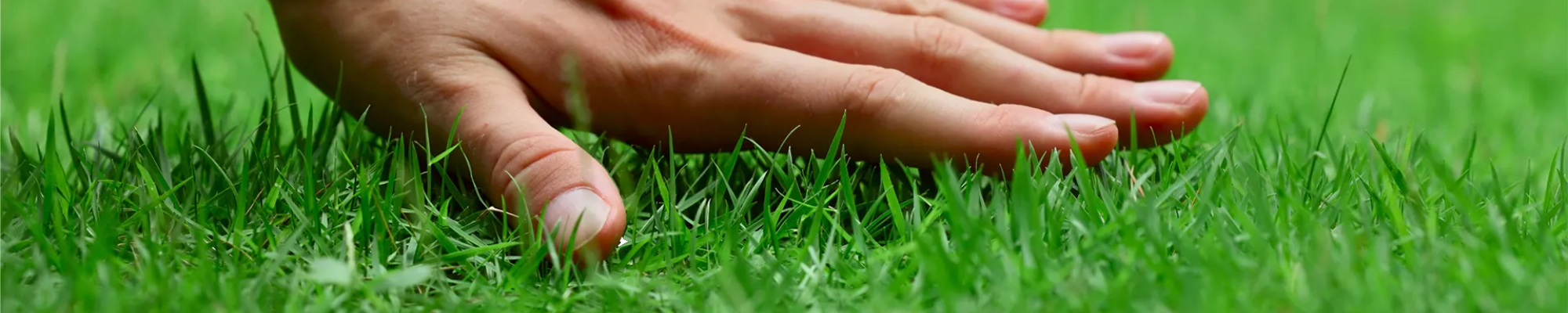 Shawgrass-Lawn-Care